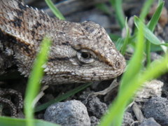 Sceloporus occidentalis occidentalis