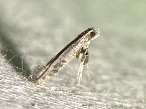 Unspotted Tentiform Leafminer Moth