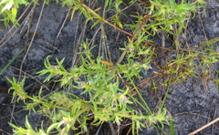 Carpacoce