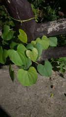 Dioscorea bulbifera
