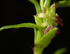 Carpacoce