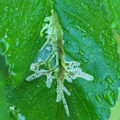 Calycomyza platyptera