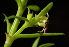 Carpacoce