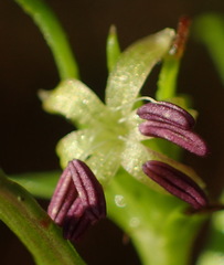 Carpacoce