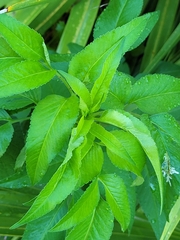 Calycomyza platyptera
