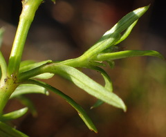 Carpacoce