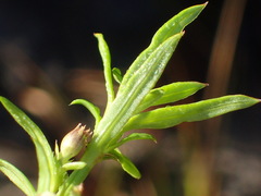 Carpacoce