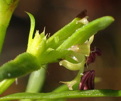 Carpacoce