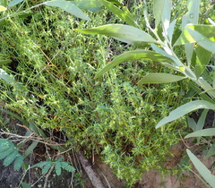 Carpacoce