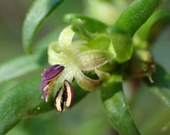 Carpacoce