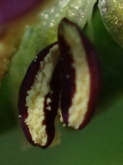 Carpacoce