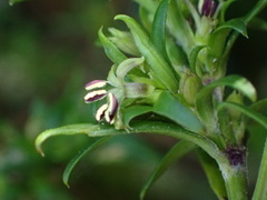 Carpacoce