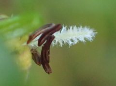 Carpacoce