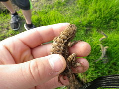 Sceloporus occidentalis occidentalis