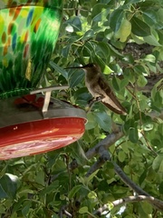 Selasphorus platycercus