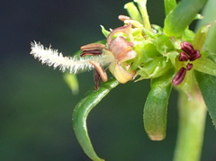 Carpacoce