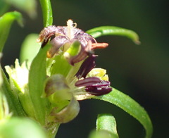 Carpacoce
