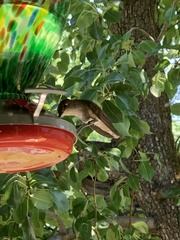 Selasphorus platycercus