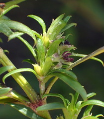 Carpacoce