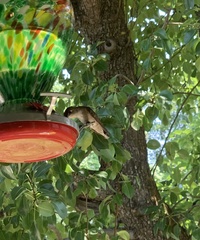 Selasphorus platycercus