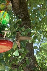 Selasphorus platycercus