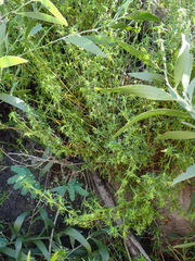 Carpacoce