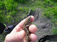 Sceloporus occidentalis occidentalis