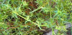 Carpacoce