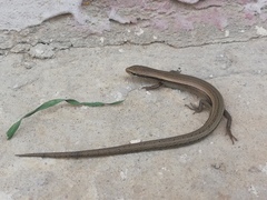 Ablepharus deserti