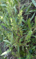 Carpacoce