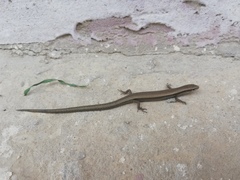 Ablepharus deserti