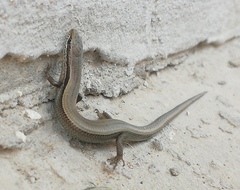 Ablepharus deserti