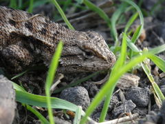 Sceloporus occidentalis occidentalis