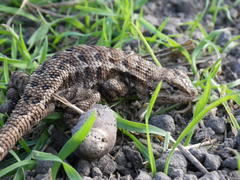 Sceloporus occidentalis occidentalis