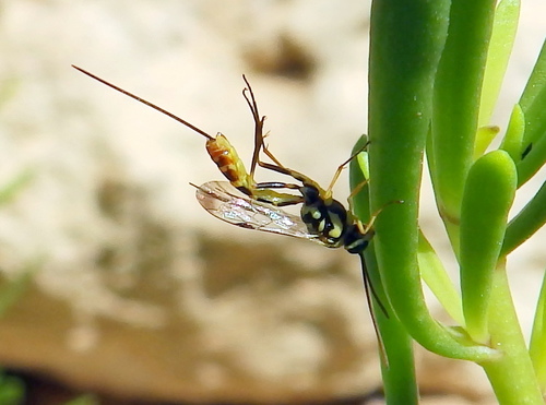 Syzeuctus tigris