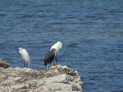 Egretta sacra
