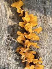 Dacrymyces spathularia