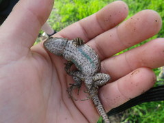 Sceloporus occidentalis occidentalis
