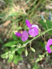 Desmodium canescens