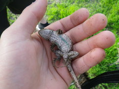 Sceloporus occidentalis occidentalis