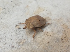 Eurygaster integriceps