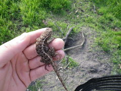 Sceloporus occidentalis occidentalis