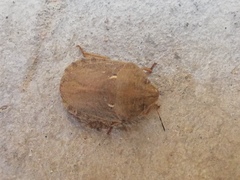 Eurygaster integriceps