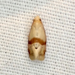 Cochylis caulocatax