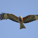 Square-tailed Kite - Photo (c) Leo, some rights reserved (CC BY-NC-SA)