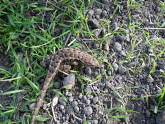 Sceloporus occidentalis occidentalis