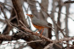 Turdus tephronotus