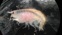 Anonyx