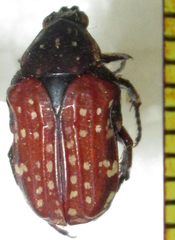 Elaphinis latecostata