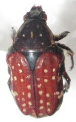 Elaphinis latecostata